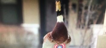 Ente gut, alles gut